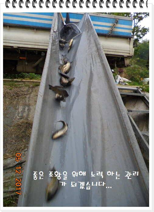 도심속의 작은 쉼터 화성 관리 낚시터입니다 (유료터정보 - 유료터점주조황)