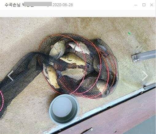 여름 휴가철 피서낚시 힐링 수곡낚시터 수목 노지잔교 조황 여전히 좋습니다 (유료터정보 - 유료터점주조황)