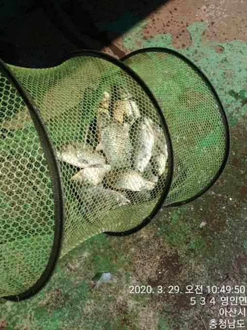 아산 안골지 4짜 소식입니다 (유료터정보 - 유료터점주조황)