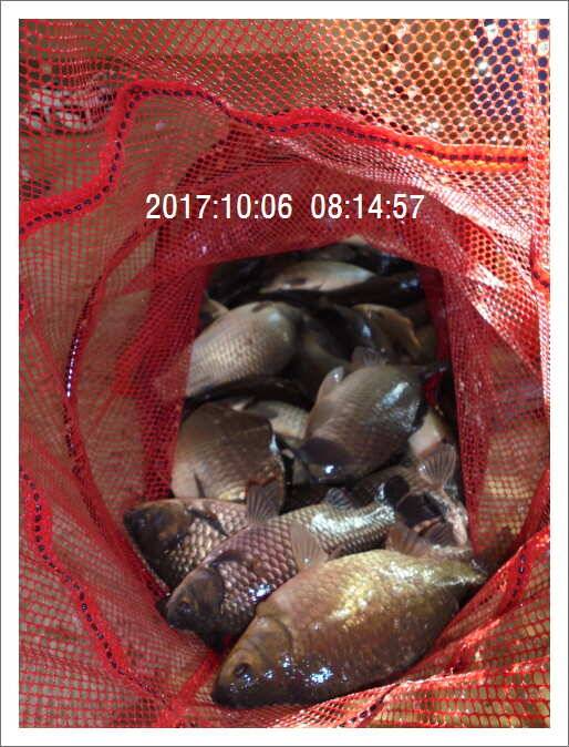 도심속의 작은 쉼터 화성 관리 낚시터입니다초 저녁 입질이 좋습니다 (유료터정보 - 유료터점주조황)