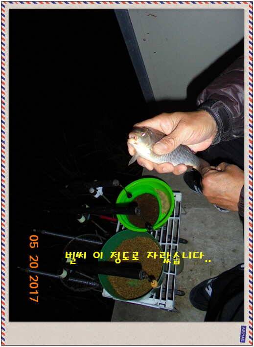 도심속의 작은 쉼터 화성 관리 낚시터입니다 (유료터정보 - 유료터점주조황)