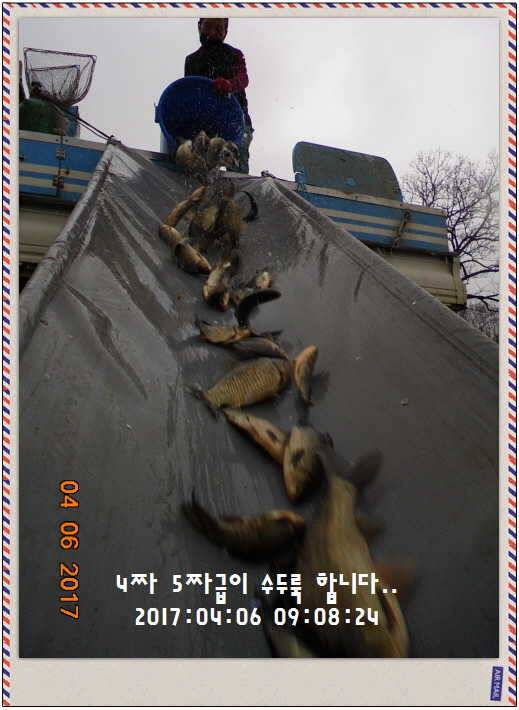 도심속의 작은 쉼터 화성 관리 낚시터입니다대박입니다 (유료터정보 - 유료터점주조황)