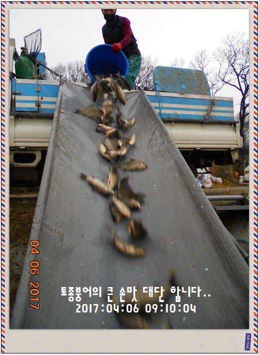 도심속의 작은 쉼터 화성 관리 낚시터입니다대박입니다 (유료터정보 - 유료터점주조황)