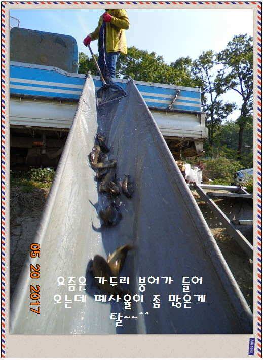 도심속의 작은 쉼터 화성 관리 낚시터입니다 (유료터정보 - 유료터점주조황)