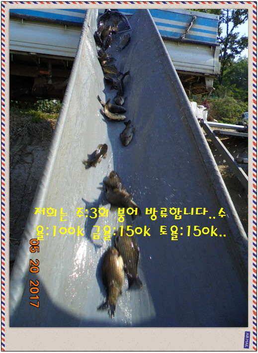 도심속의 작은 쉼터 화성 관리 낚시터입니다 (유료터정보 - 유료터점주조황)