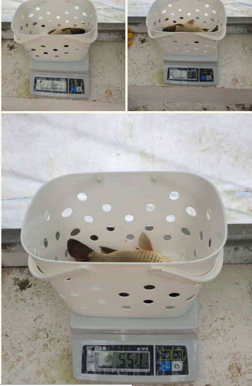 fish_pay_6141f_080159_84384.jpg