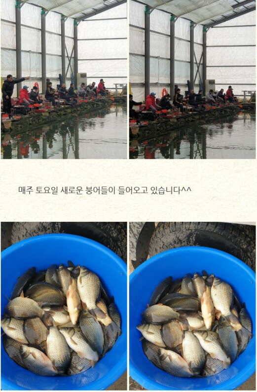 조치원 낚시터 하우스낚시 2019224주말 조황 안내입니다 (유료터정보 - 유료터점주조황)