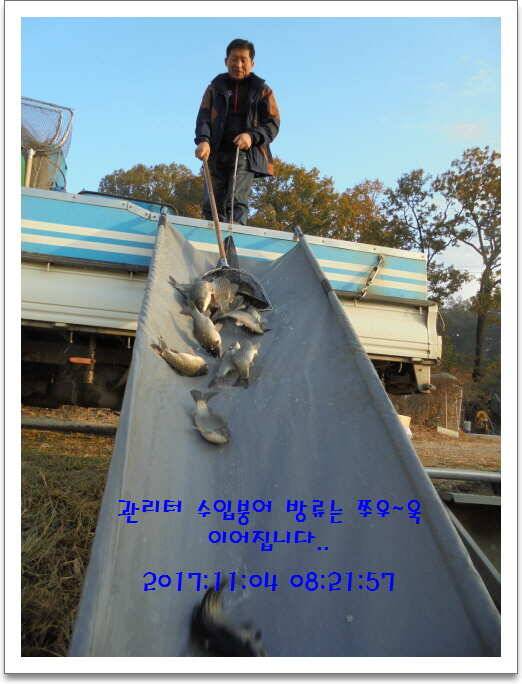 도심속의 작은 쉼터 화성 관리 낚시터입니다가을의 끝자락 (유료터정보 - 유료터점주조황)