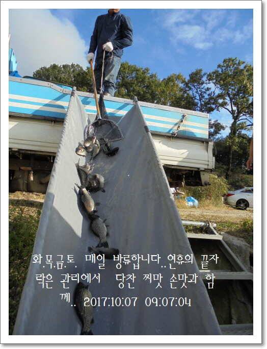 도심속의 작은 쉼터 화성 관리 낚시터입니다좋았습니다 (유료터정보 - 유료터점주조황)