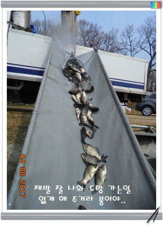 도심속의 작은 쉼터 화성 관리 낚시터입니다어제 못다한 이야기 (유료터정보 - 유료터점주조황)