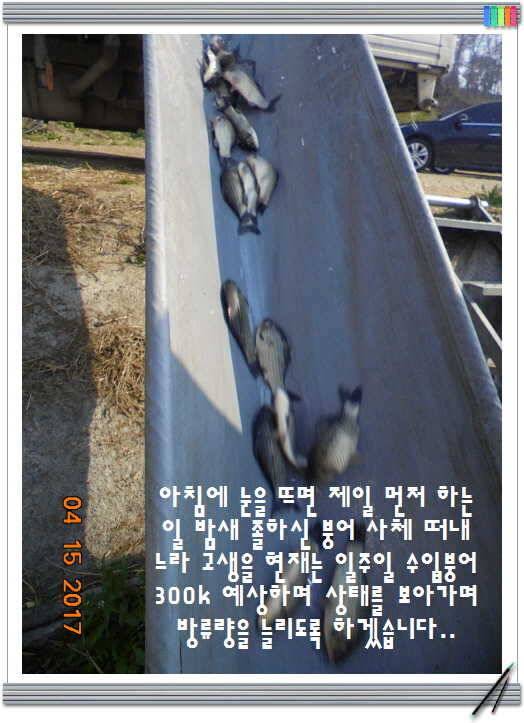 도심속의 작은 쉼터 화성 관리 낚시터입니다 (유료터정보 - 유료터점주조황)