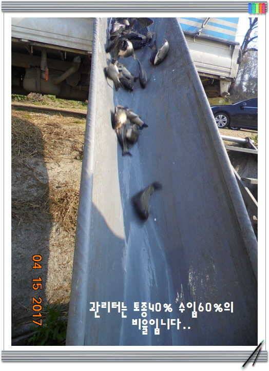 도심속의 작은 쉼터 화성 관리 낚시터입니다 (유료터정보 - 유료터점주조황)