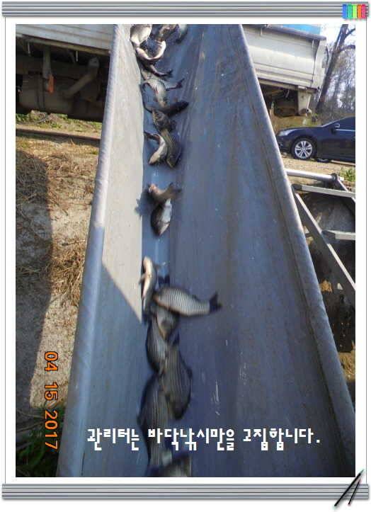 도심속의 작은 쉼터 화성 관리 낚시터입니다 (유료터정보 - 유료터점주조황)