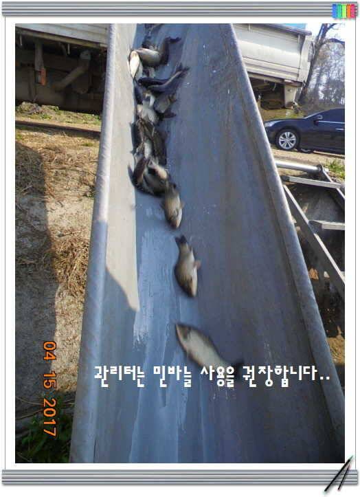 도심속의 작은 쉼터 화성 관리 낚시터입니다 (유료터정보 - 유료터점주조황)