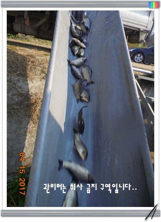 도심속의 작은 쉼터 화성 관리 낚시터입니다 (유료터정보 - 유료터점주조황)