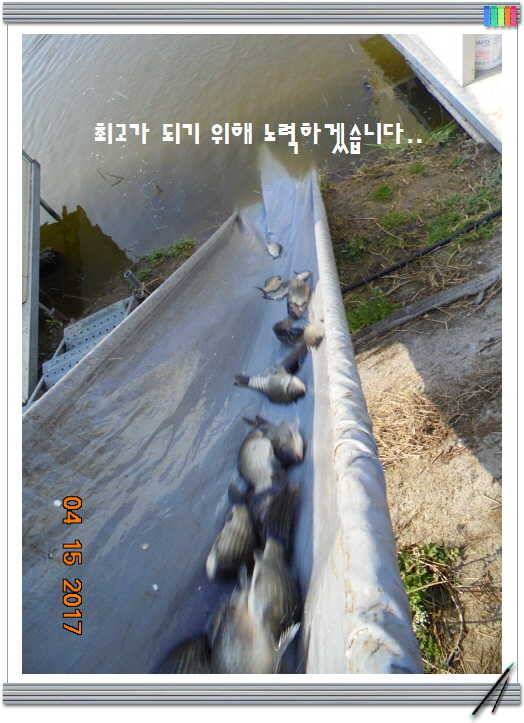도심속의 작은 쉼터 화성 관리 낚시터입니다 (유료터정보 - 유료터점주조황)