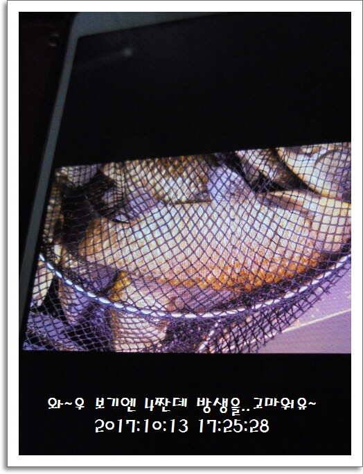 도심속의 작은 쉼터 화성 관리 낚시터입니다대물 기운 받아 가세요 (유료터정보 - 유료터점주조황)