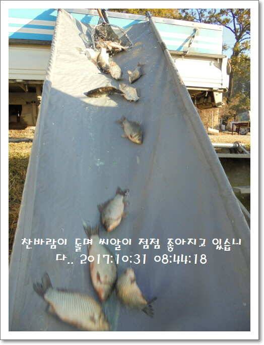 도심속의 작은 쉼터 화성 관리 낚시터입니다밤의 열기속으로 (유료터정보 - 유료터점주조황)