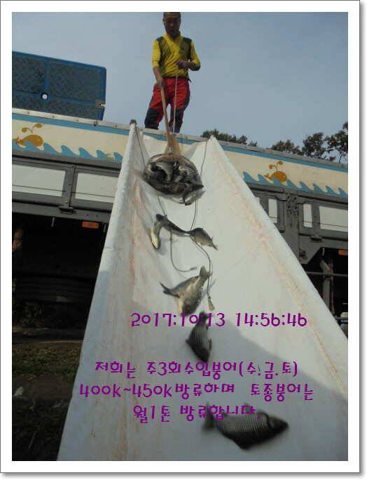 도심속의 작은 쉼터 화성 관리 낚시터입니다대물 기운 받아 가세요 (유료터정보 - 유료터점주조황)