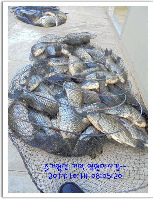 도심속의 작은 쉼터 화성 관리 낚시터입니다대물 기운 받아 가세요 (유료터정보 - 유료터점주조황)