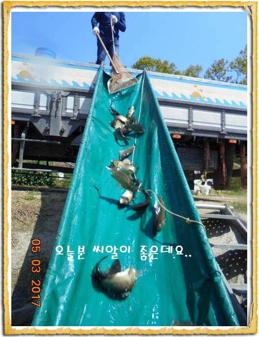 도심속의 작은 쉼터 화성 관리 낚시터입니다 (유료터정보 - 유료터점주조황)