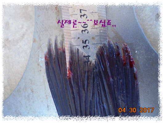 도심속의 작은 쉼터 화성 관리 낚시터입니다 (유료터정보 - 유료터점주조황)