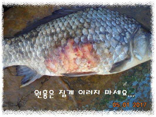 도심속의 작은 쉼터 화성 관리 낚시터입니다 (유료터정보 - 유료터점주조황)