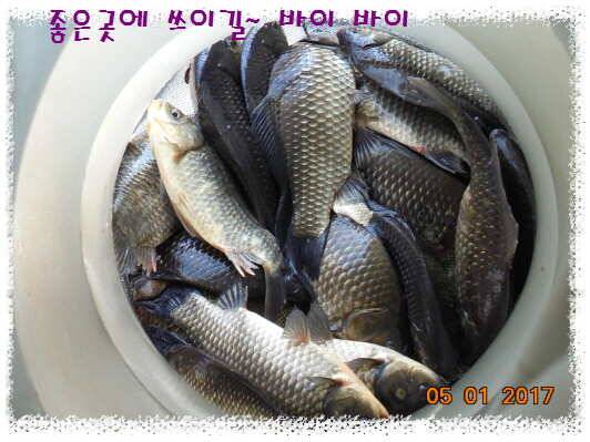 도심속의 작은 쉼터 화성 관리 낚시터입니다 (유료터정보 - 유료터점주조황)