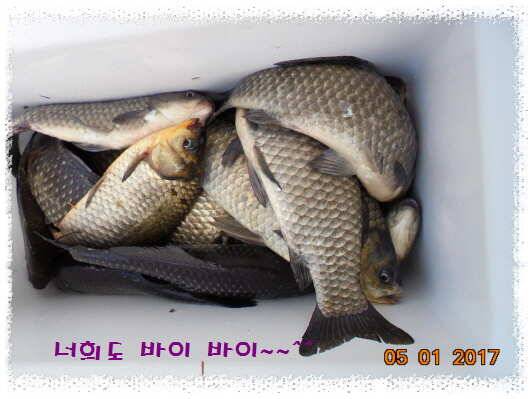 도심속의 작은 쉼터 화성 관리 낚시터입니다 (유료터정보 - 유료터점주조황)