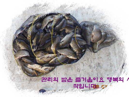 도심속의 작은 쉼터 화성 관리 낚시터입니다좋았다흐렸다 (유료터정보 - 유료터점주조황)