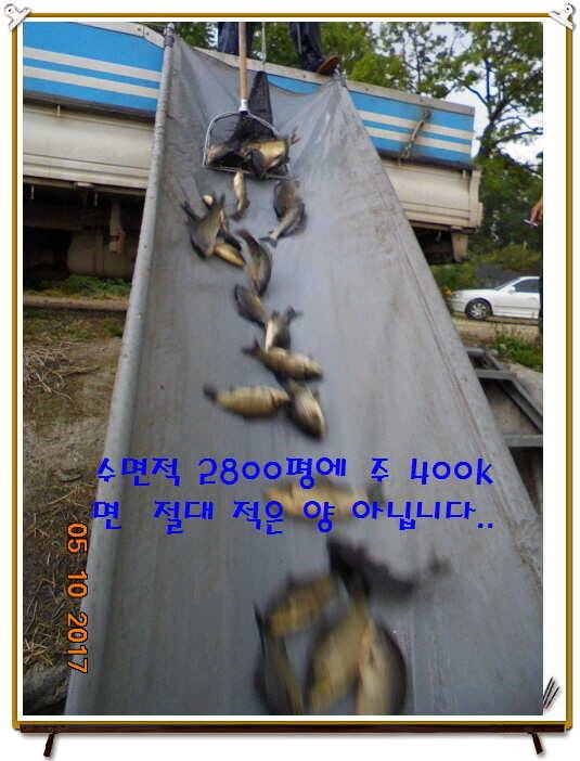 도심속의 작은 쉼터 화성 관리 낚시터입니다 (유료터정보 - 유료터점주조황)