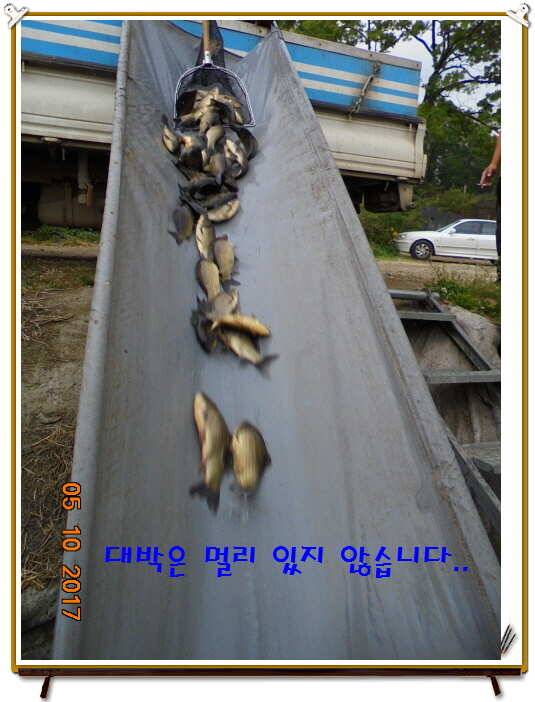 도심속의 작은 쉼터 화성 관리 낚시터입니다 (유료터정보 - 유료터점주조황)