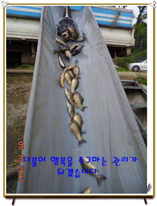 도심속의 작은 쉼터 화성 관리 낚시터입니다 (유료터정보 - 유료터점주조황)