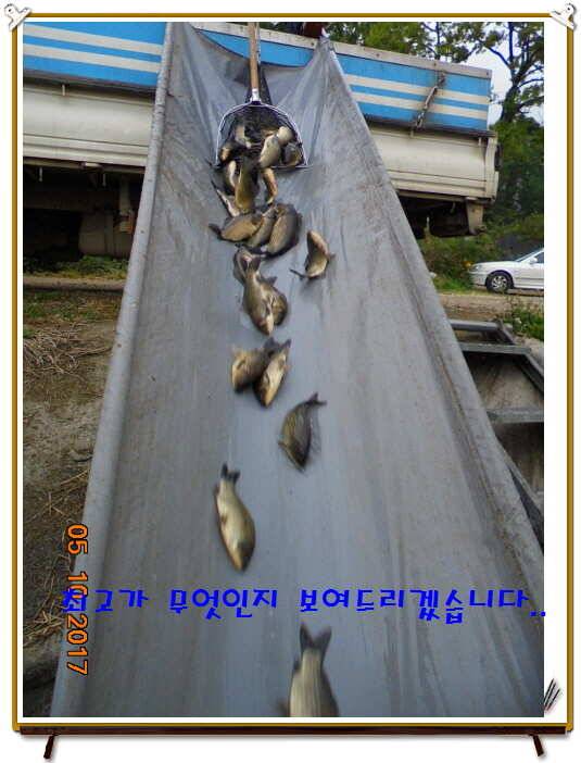 도심속의 작은 쉼터 화성 관리 낚시터입니다 (유료터정보 - 유료터점주조황)