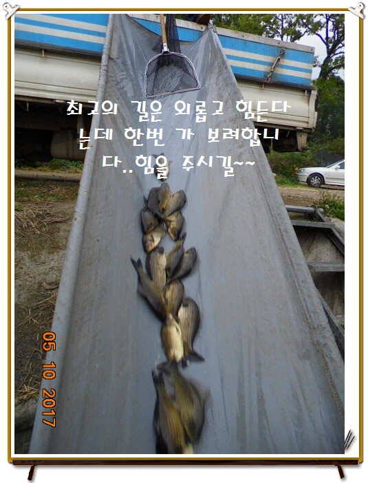 도심속의 작은 쉼터 화성 관리 낚시터입니다 (유료터정보 - 유료터점주조황)