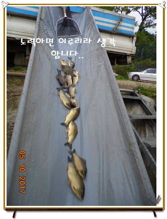 도심속의 작은 쉼터 화성 관리 낚시터입니다 (유료터정보 - 유료터점주조황)