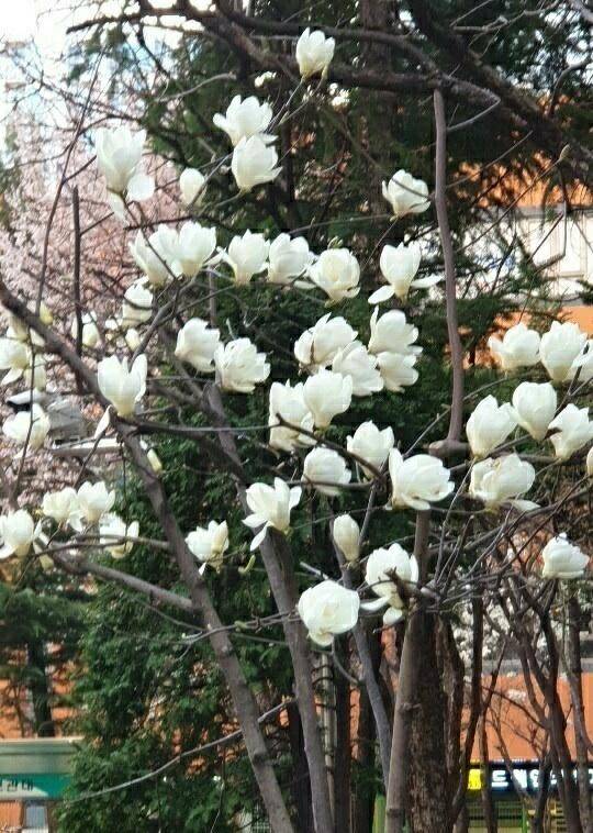 46 아산안골지 조황정보입니다 (유료터정보 - 유료터점주조황)