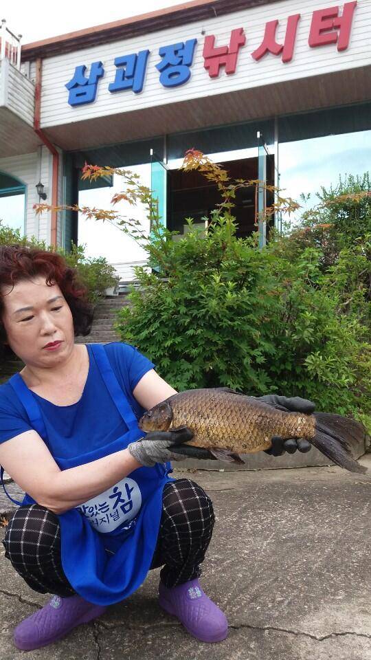 경주삼괴정 낚시터 730일 붕어방류 및 조황상황 주말만석 (유료터정보 - 유료터점주조황)