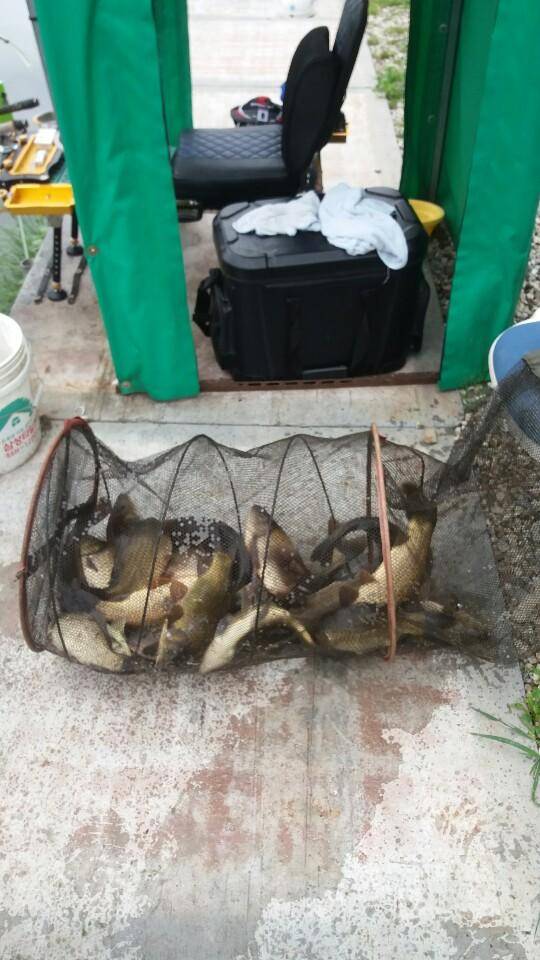 경주 삼괴정낚시터 725 일 주중조과 및 방류붕어 현황 (유료터정보 - 유료터점주조황)