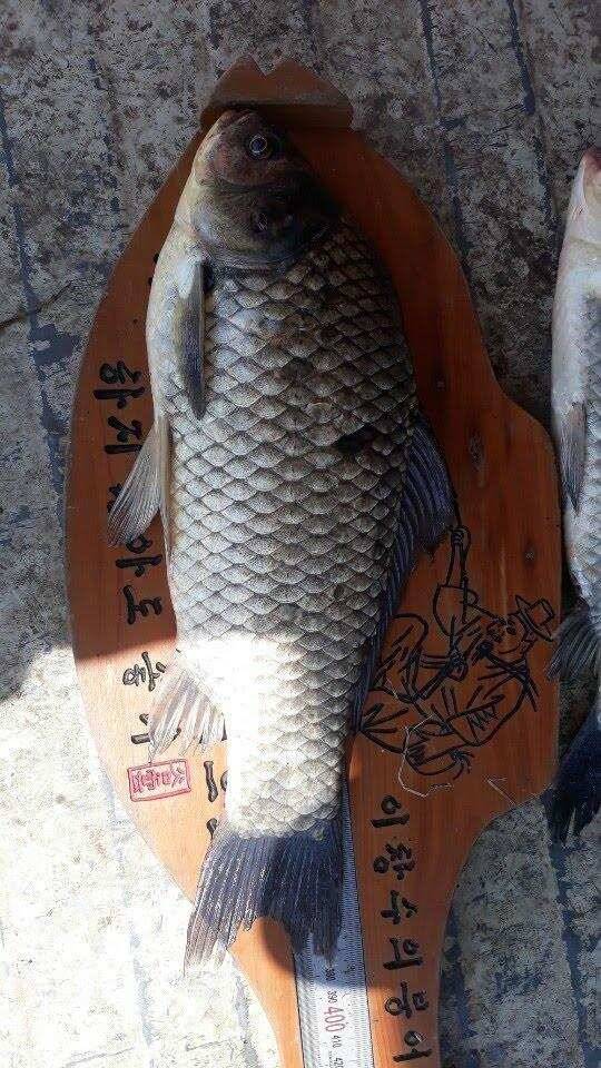 아산 안골지 4짜 소식 연속입니다 (유료터정보 - 유료터점주조황)