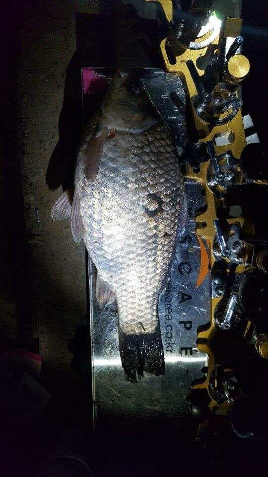 아산 안골지 44Cm 토종대물입니다 (유료터정보 - 유료터점주조황)