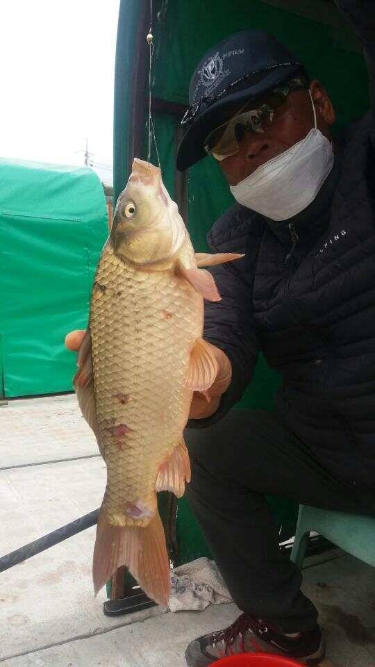 경주 삼괴정낚시터 정식오픈하였습니다 (유료터정보 - 유료터점주조황)