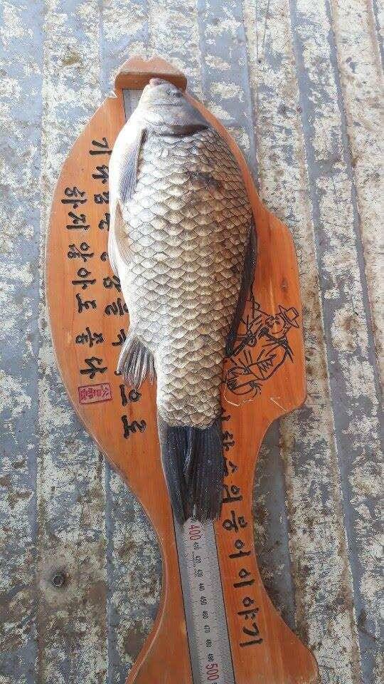아산 안골지 4짜 소식 연속입니다 (유료터정보 - 유료터점주조황)