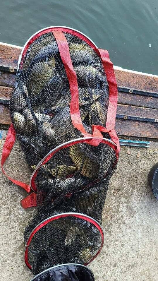 양평 낚시터 수곡낚시터 621 일요일 46cm 대물붕어 포함 씨알좋은 붕어들이 나와주네요 (유료터정보 - 유료터점주조황)