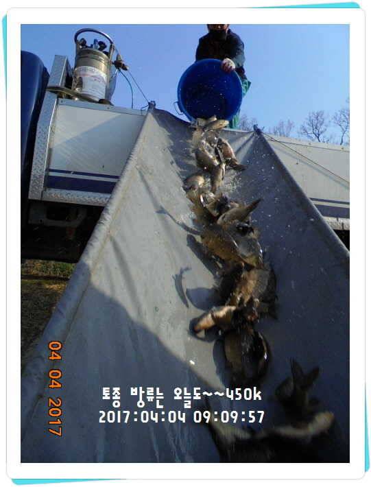 도심속의 작은 쉼터 화성 관리 낚시터입니다 (유료터정보 - 유료터점주조황)
