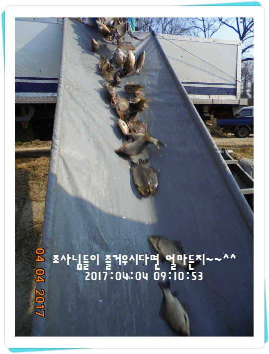 도심속의 작은 쉼터 화성 관리 낚시터입니다 (유료터정보 - 유료터점주조황)