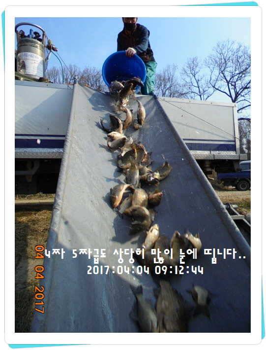 도심속의 작은 쉼터 화성 관리 낚시터입니다 (유료터정보 - 유료터점주조황)