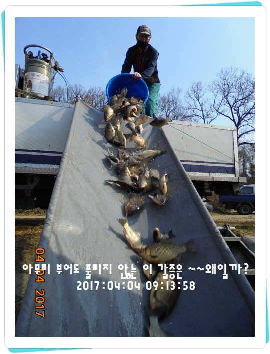 도심속의 작은 쉼터 화성 관리 낚시터입니다 (유료터정보 - 유료터점주조황)