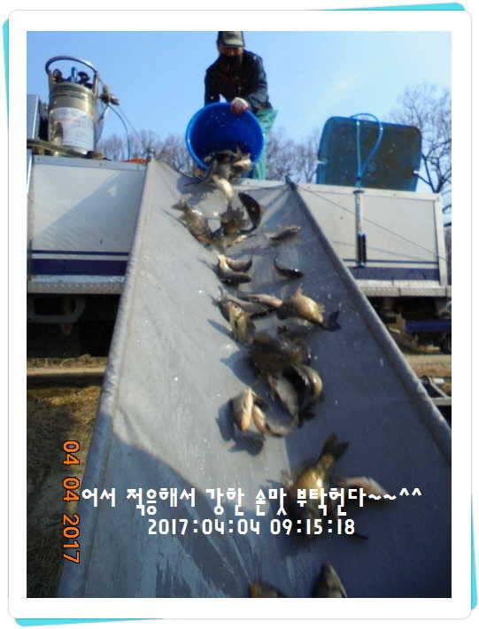 도심속의 작은 쉼터 화성 관리 낚시터입니다 (유료터정보 - 유료터점주조황)