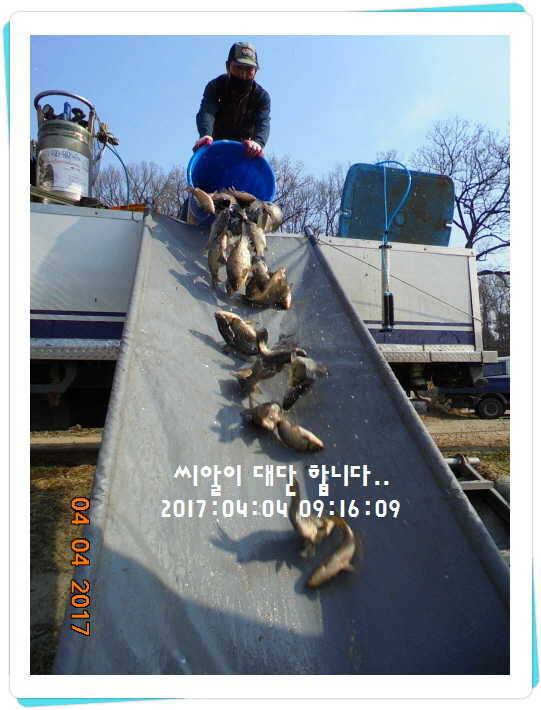 도심속의 작은 쉼터 화성 관리 낚시터입니다 (유료터정보 - 유료터점주조황)